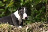 BULL TERRIER MINIATURE 275